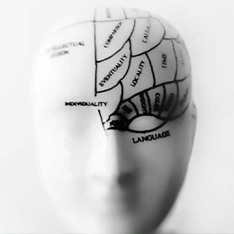 A model of a person's head with the brain areas labelled.